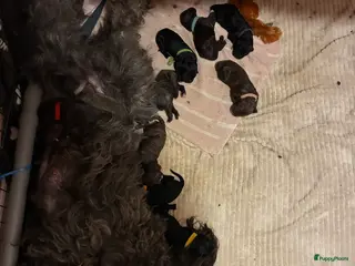 Barbet honden Barbet pups - Advertentie 2