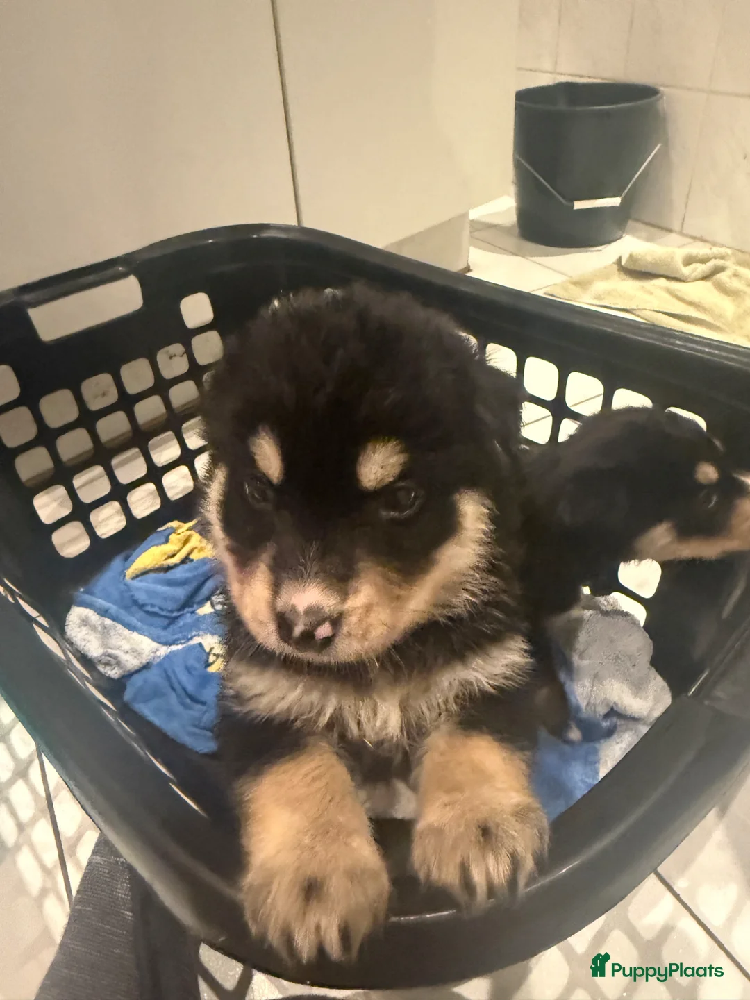 Kruising honden te koop: 2 laatste schatjes  - Advertentie 1