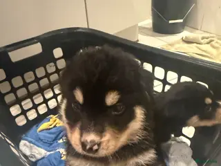 Kruising honden 2 laatste schatjes - Advertentie 1