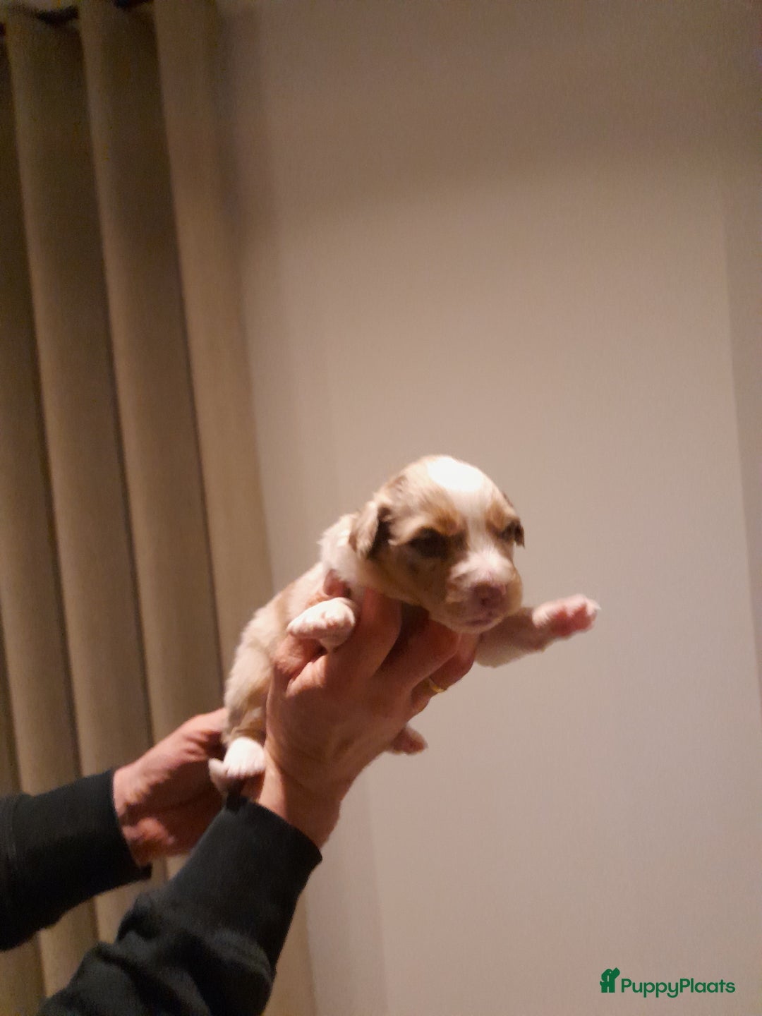 Australian Shepherd honden te koop: Lieve raszuivere australian shepherd pups  - Advertentie 21