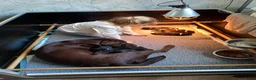 Labrador Retriever honden te koop: Labrador puppy's zwart - Advertentie 3