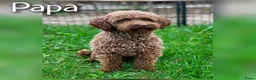 Maltipoo honden te koop: Prachtige Maltipoo pups beschikbaar  - Advertentie 3