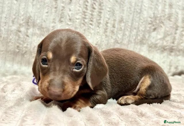 Teckel (korthaar)  honden Teckel puppy's - Advertentie 8