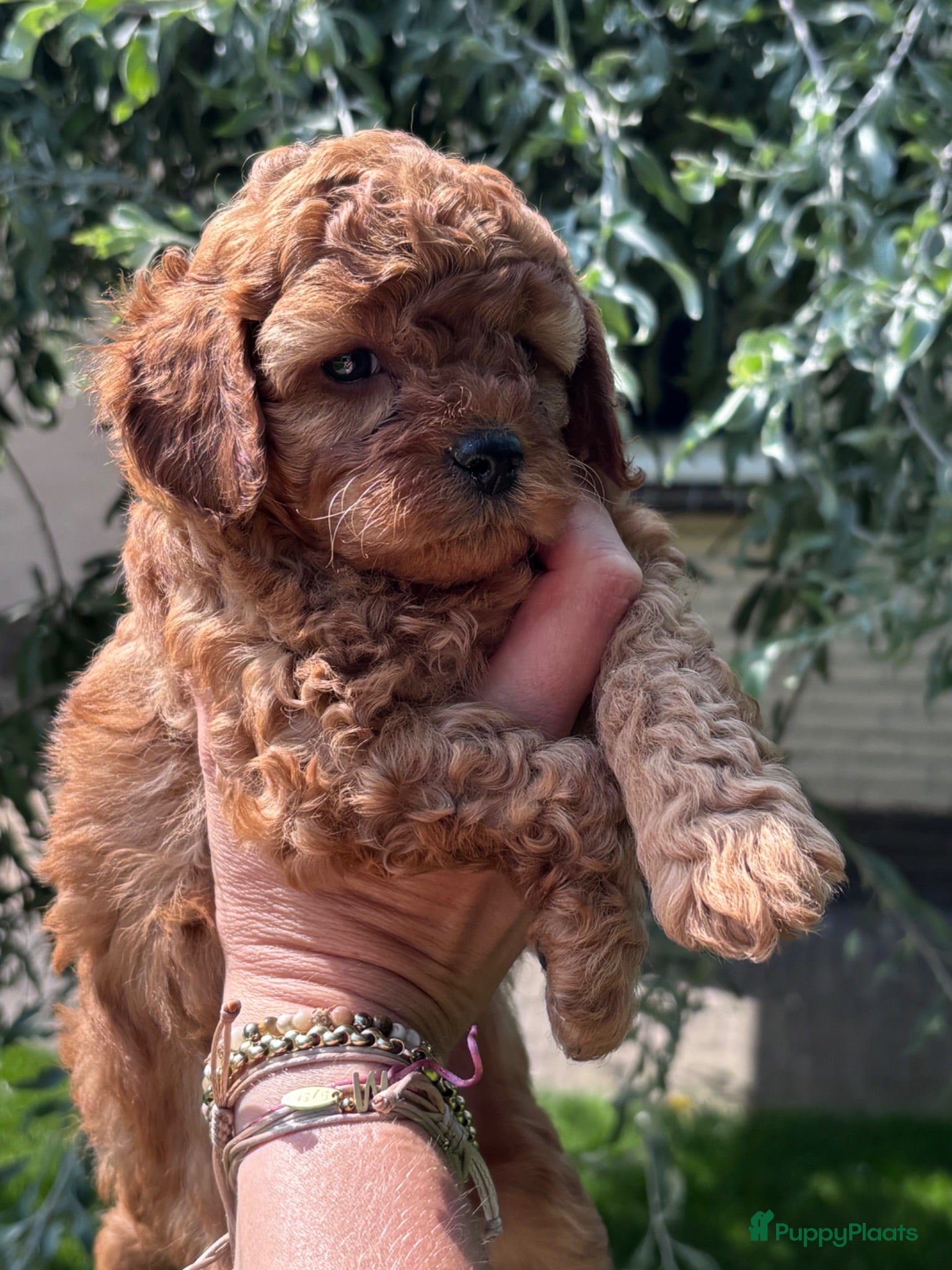 Poedel Toy honden Prachtig nestje rode/abricot toy poedels toypoedel - Advertentie 2