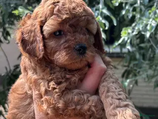 Poedel Toy honden Prachtig nestje rode/abricot toy poedels toypoedel - Advertentie 2