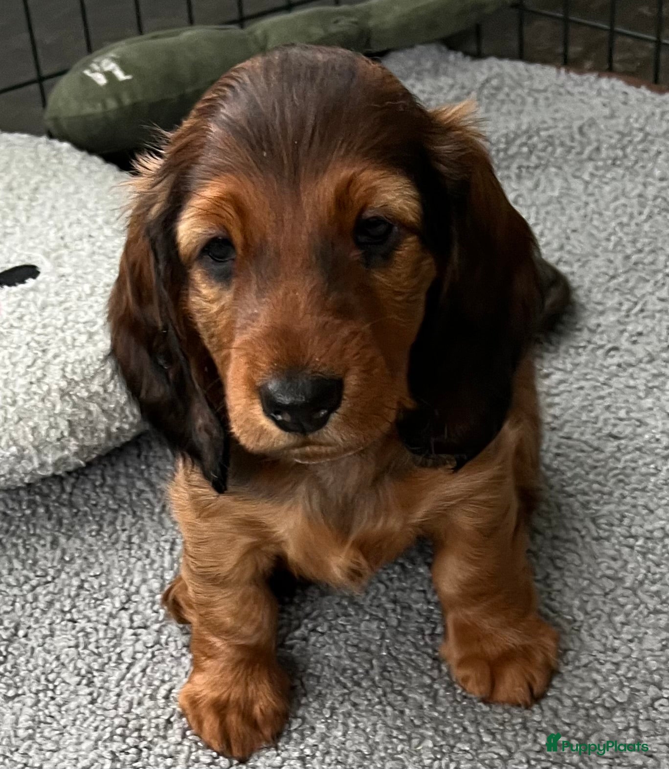 Teckel (langhaar) honden Nestje pups standaard langhaar teckel - Advertentie 2