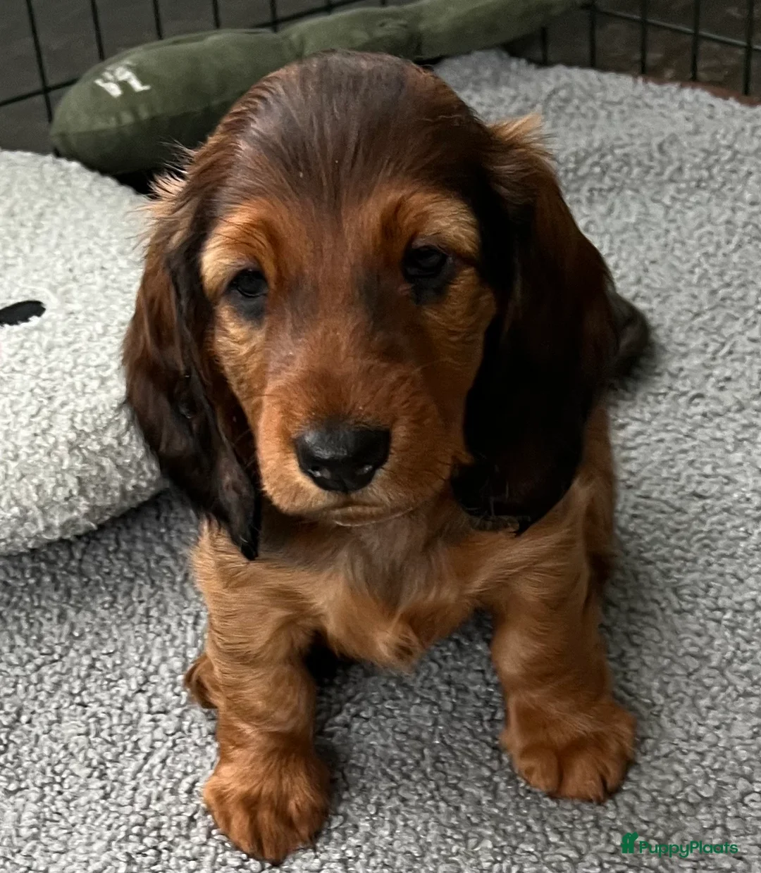 Teckel (langhaar) honden te koop: Nestje pups standaard langhaar teckel - Advertentie 2