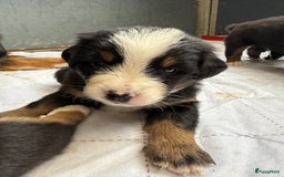 Berner Sennenhond honden te koop: Berner Sennen x Appenzeller pups te koop - Afbeelding 15
