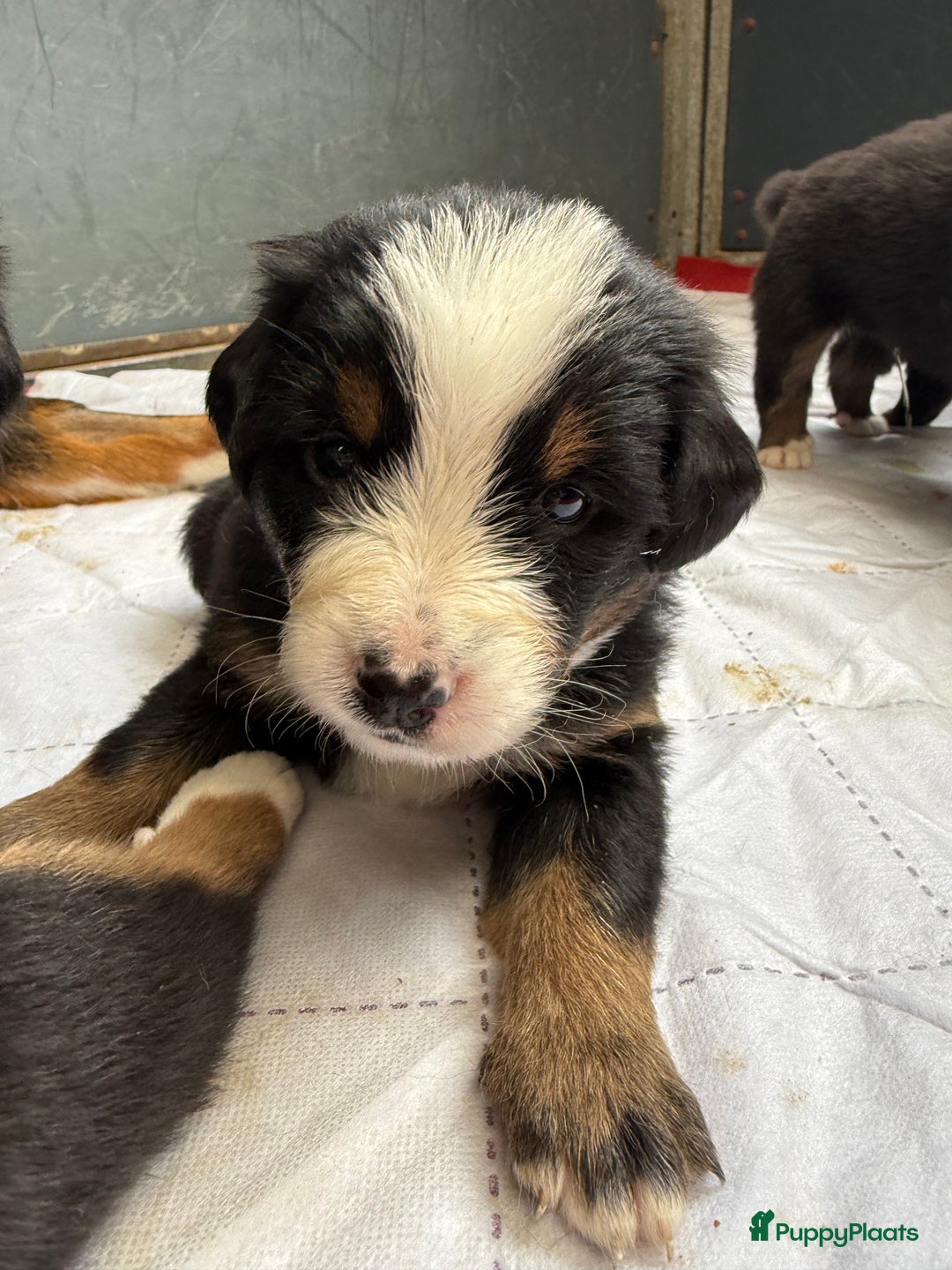 Berner Sennenhond honden te koop: Berner Sennen x Appenzeller pups te koop - Afbeelding 15