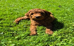 Poedel honden te koop: Middenslag poedels in Schuinesloot - Afbeelding 6