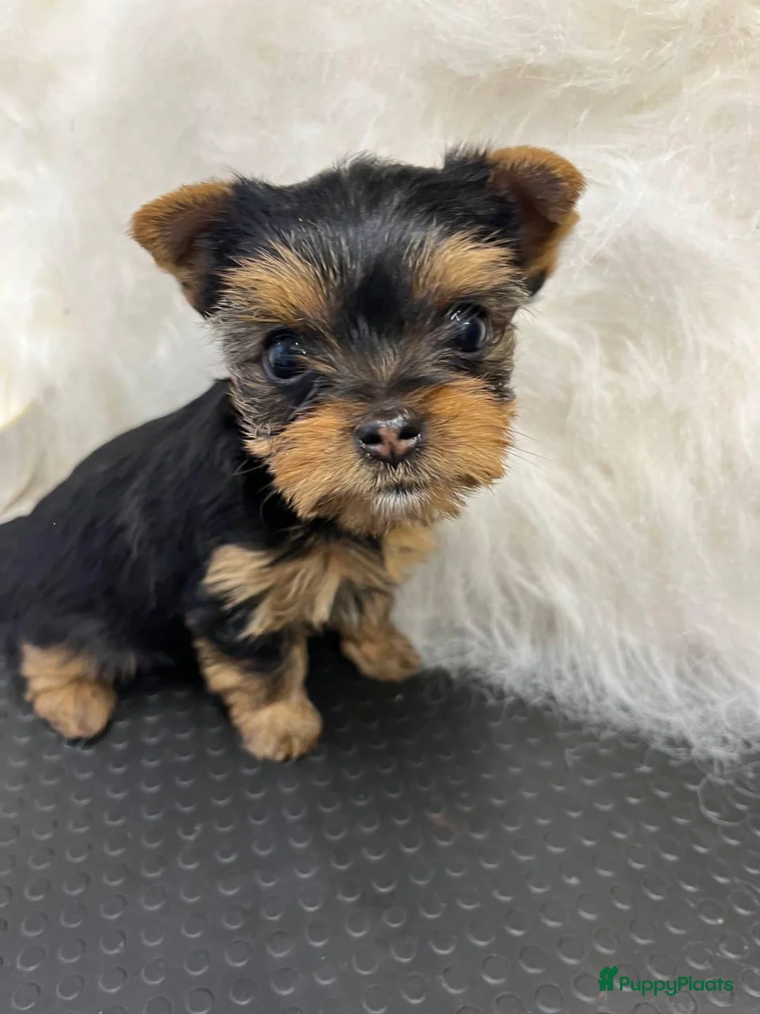 Yorkshire Terriër honden te koop: Yorkshire Terriër puppy in Zaandam - Advertentie 2