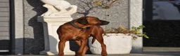 Rhodesian Ridgeback honden te koop: Prachtige Rhodesian Ridgeback pups met stamboom - Advertentie 8