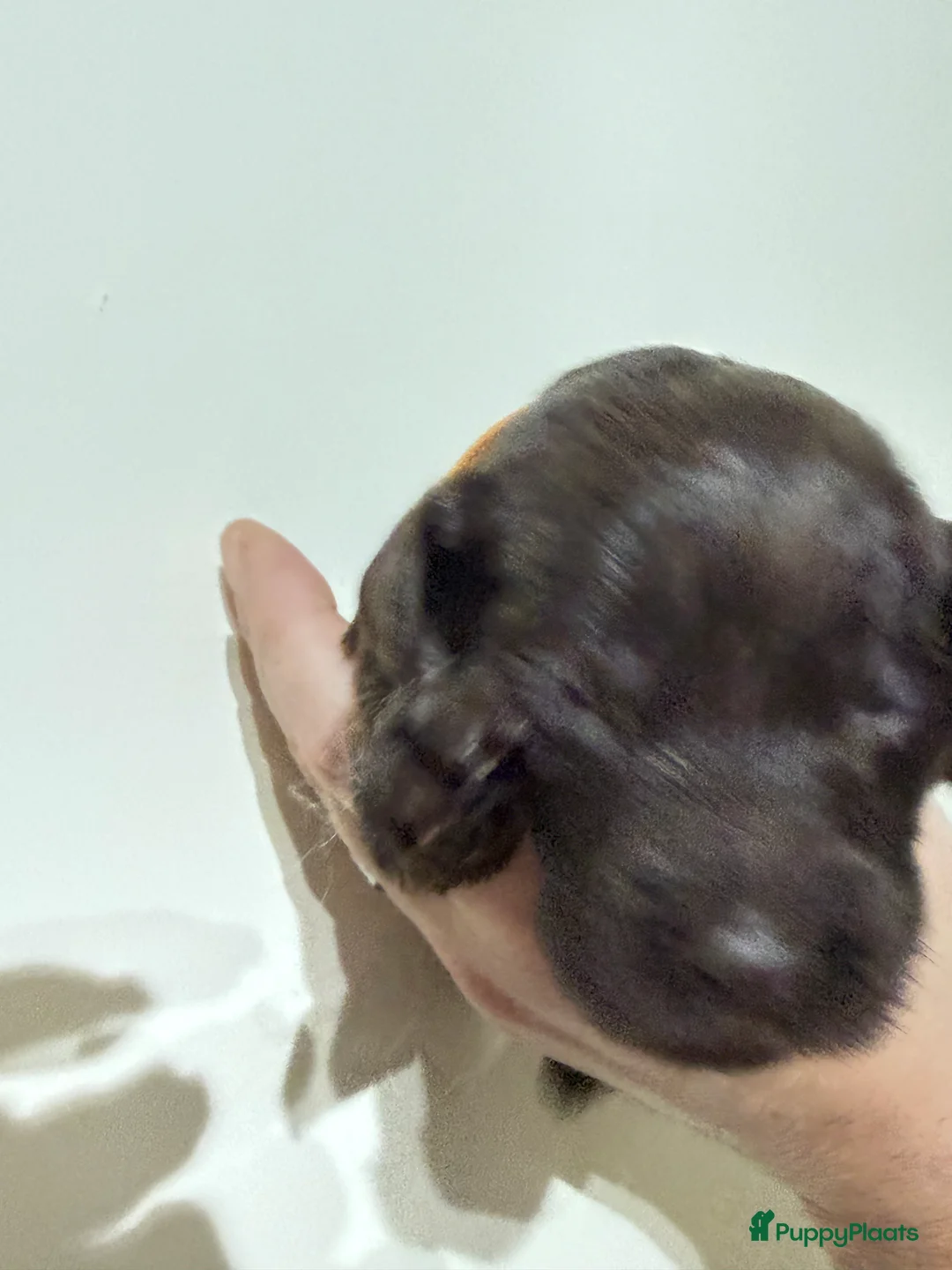 Labradoodle honden te koop: Hele mooie chocolade labradoodle puppy’s  - Advertentie 6