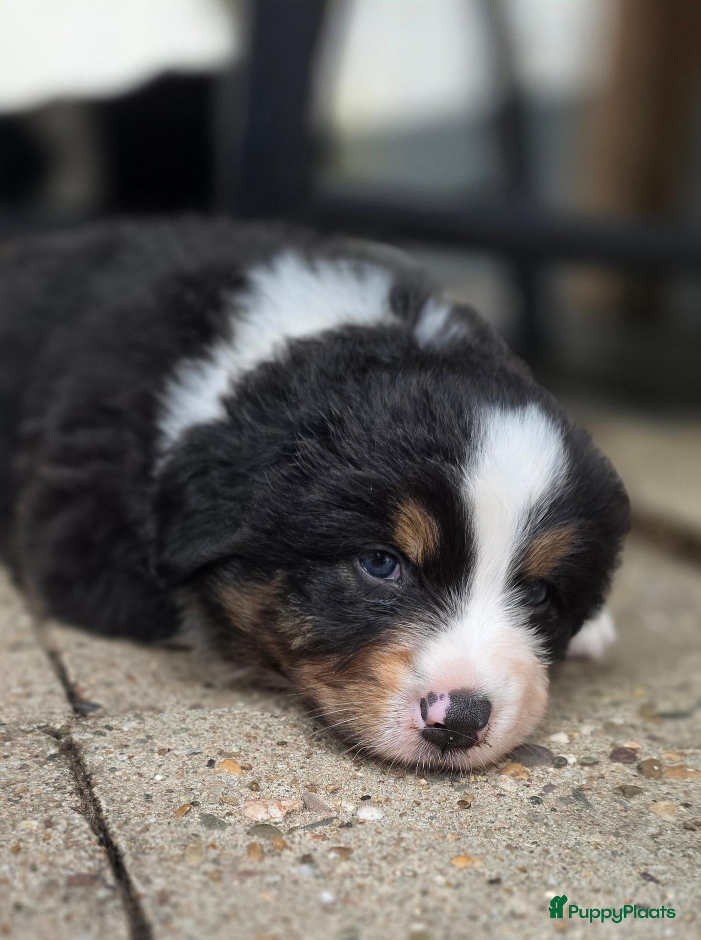 Australian Shepherd honden Prachtige Australian Shepherd puppy's geboren! - Advertentie 1