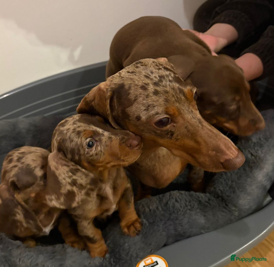 Teckel (korthaar)  honden te koop: Dwerg teckels opzoek naar gouden mandje. - Advertentie 2