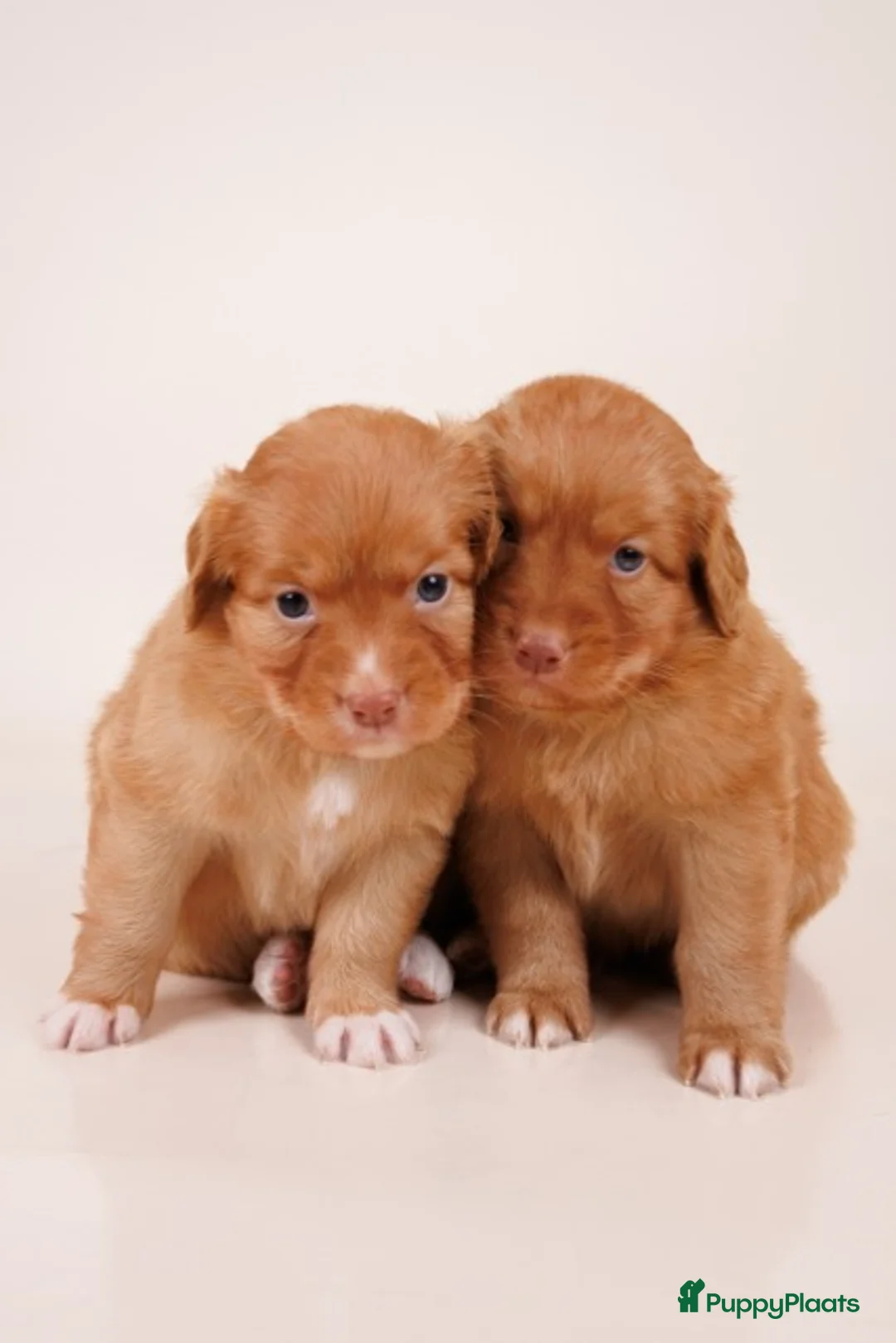 Nova Scotia Duck Tolling Retriever honden te koop: stamboompups - Advertentie 3