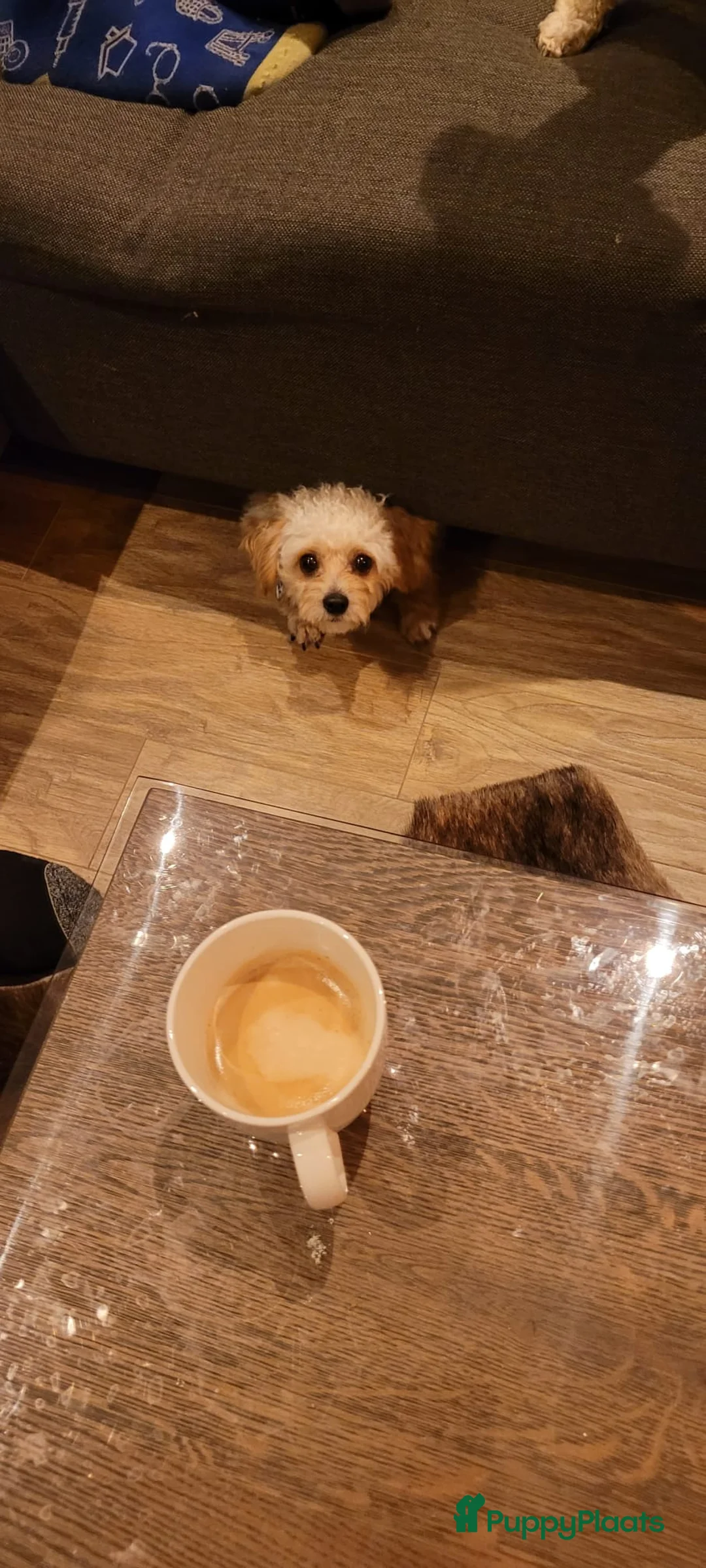 Maltipoo honden ter dekking: Toypoedel/Maltipoo dekreu, liefste knuffelkont🥰 - Advertentie 15