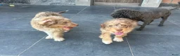 Kruising honden te koop: Mini Aussiedoodle reutjes - Advertentie 7