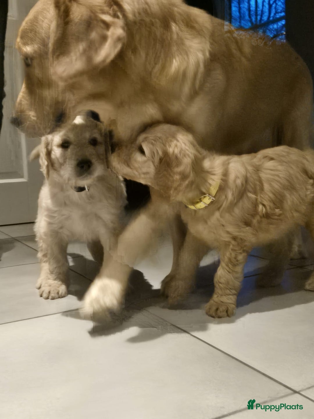 Goldendoodle honden te koop: Lieve Golden Doodle teefjes  - Advertentie 7