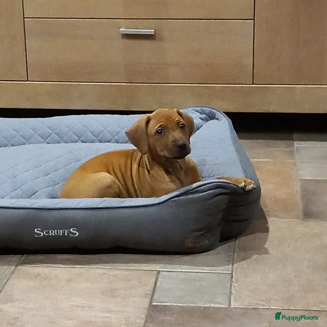 Galerij afbeelding {{count}}