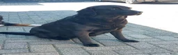 Labrador Retriever honden te koop: Te koop : Labrador Teef Herplaatser - Advertentie 4
