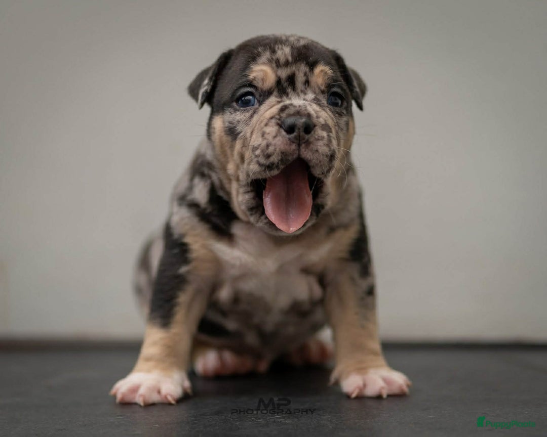 Amerikaanse Bully honden te koop: American Bully pocket  - Advertentie 2