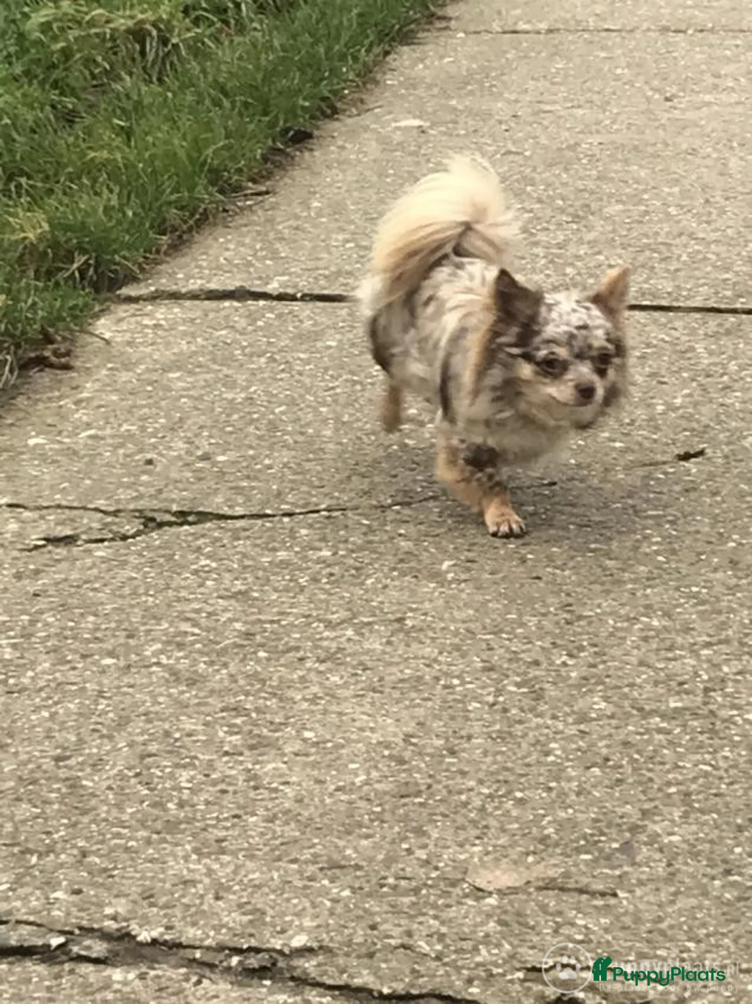 Chihuahua honden ter dekking: Chihuahua choco merle dek reu in Boxtel - Advertentie 3