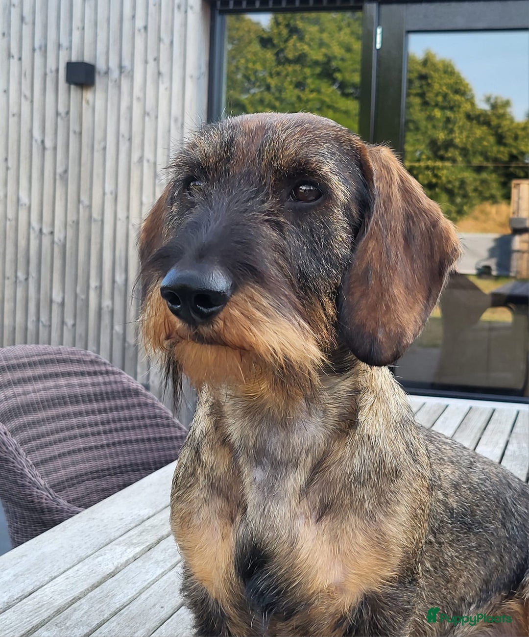 Ruwhaar Teckel honden te koop: Stamboom FCI pups ruwhaar teckels - Advertentie 4