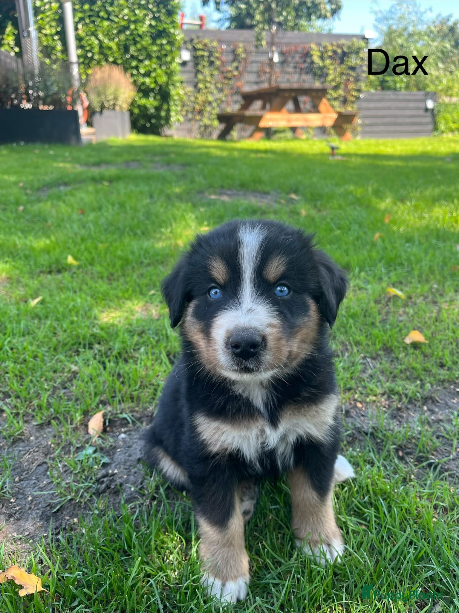 Berner Sennenhond honden Bernersennen pups  - Advertentie 5