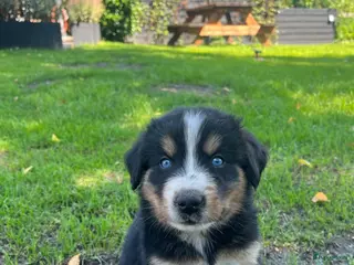 Berner Sennenhond honden Bernersennen pups - Advertentie 5