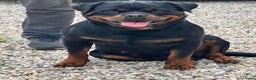 Rottweiler honden te koop: Nola en Gozer - Advertentie 3