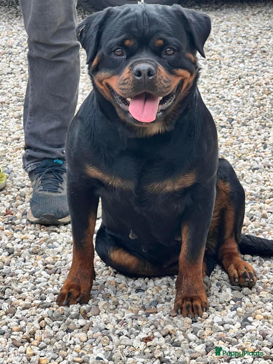Rottweiler honden te koop: Nola en Gozer - Advertentie 3