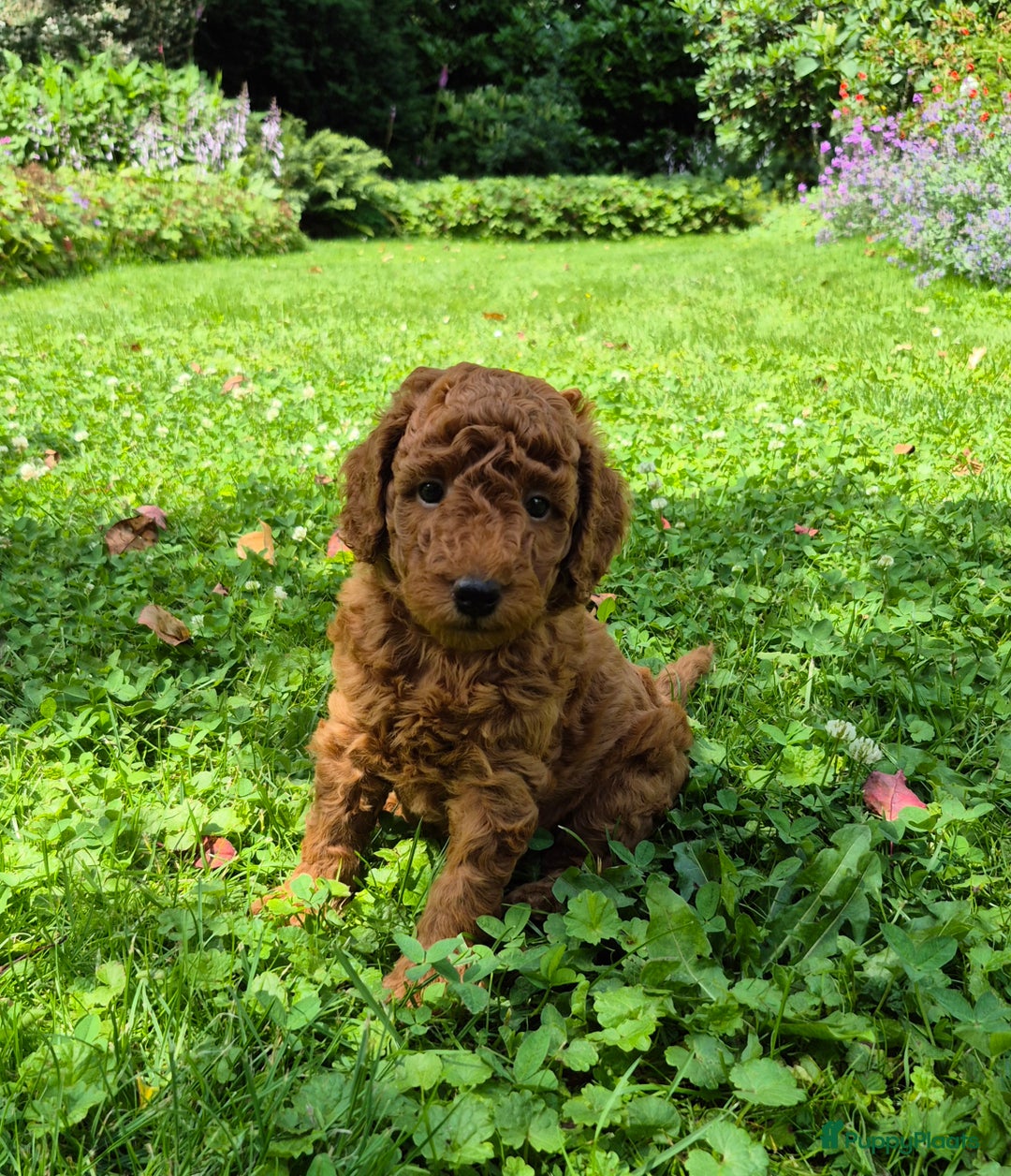Poedel honden te koop: Middenslag poedels in Schuinesloot - Afbeelding 10