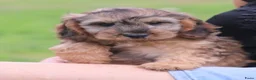 Cockapoo honden te koop: Cockapoo pups - Advertentie 23