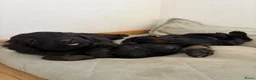 Cockapoo honden te koop: Cockapoo Cocker spaniel - Advertentie 3