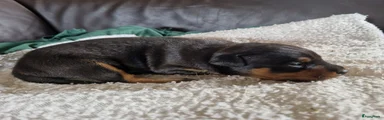 Dwergpinscher Puppy 6