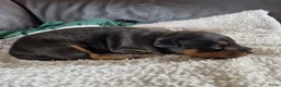 Dwergpinscher honden te koop: Dwergpinschers pups te koop - Advertentie 10