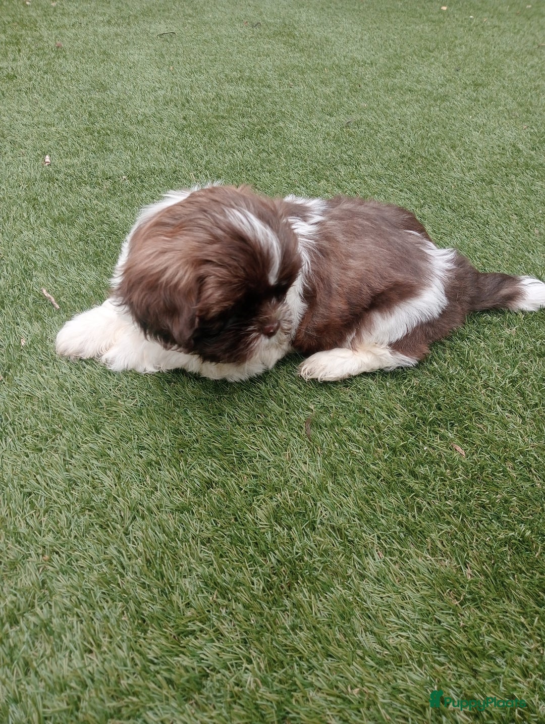 Shih Tzu honden te koop: Raszuivere Shih tzu pups nog 1 teefje en 1 reutje  - Afbeelding 9