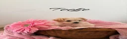 Maltipoo honden te koop: Schattige Maltipoo pups F1 (1x reutje & 1x teefje) - Advertentie 3