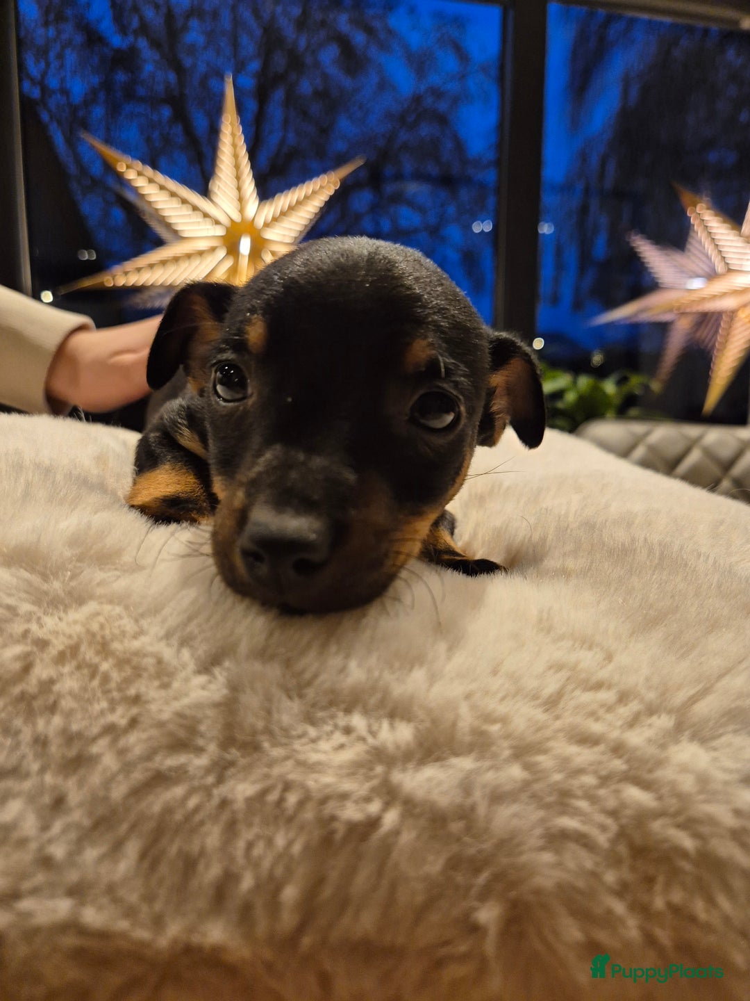 Jack Russel Terriër honden te koop: JACK RUSSEL PUPS - Advertentie 18