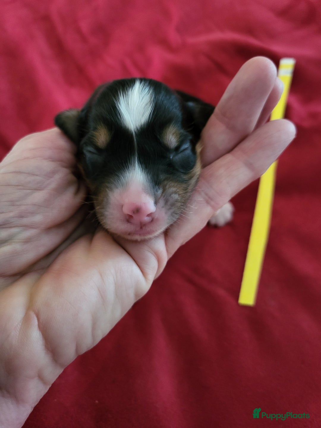 Australian Shepherd honden te koop: Australian Shepherd pupjes ouders volledg getest - Advertentie 8