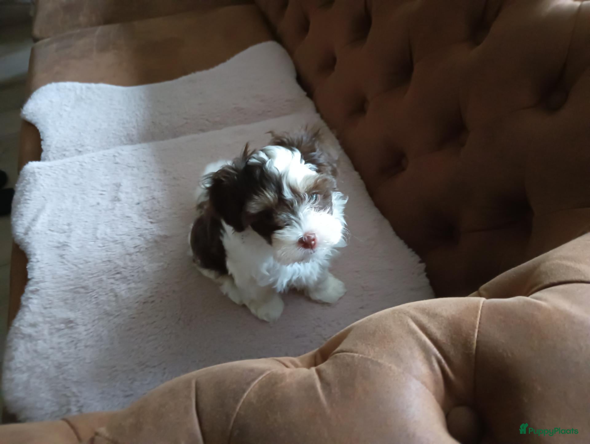Kruising honden Te koop - Advertentie 2