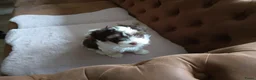 Kruising honden te koop: Te koop - Advertentie 1