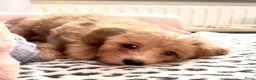 Maltipoo honden te koop: Maltipoo pup  - Advertentie 7
