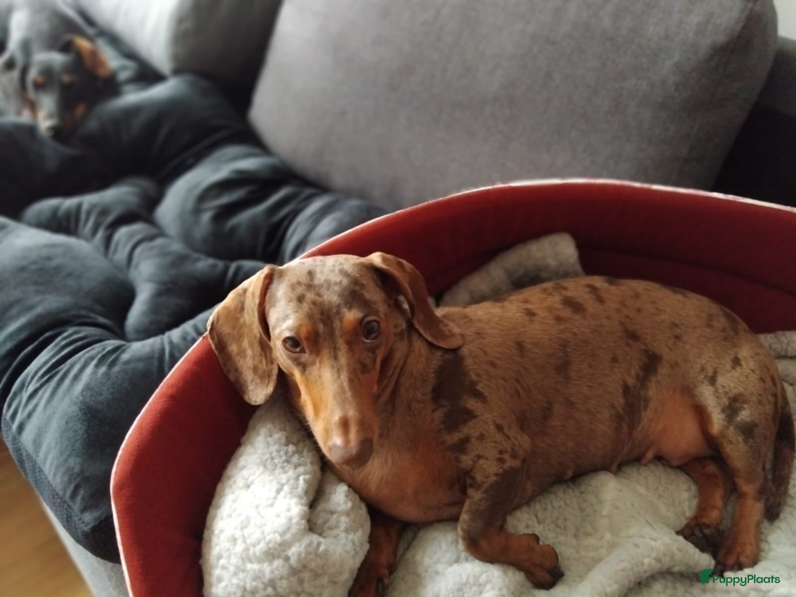 Teckel (korthaar)  honden Dwerg teckel pupjes. - Advertentie 2