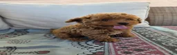 Poedel Toy honden te koop: Toypoedel pup - Advertentie 5