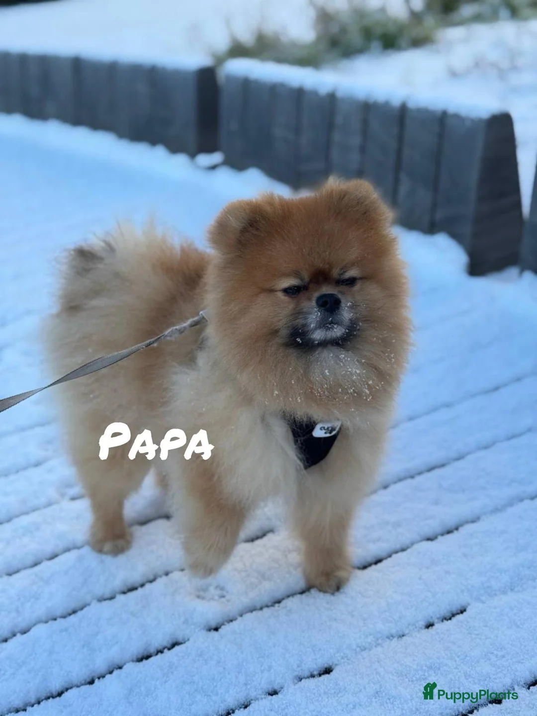 Pomeriaan honden te koop: ❤️Pomeranian❤️ - Advertentie 14