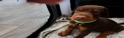 Dobermann honden te koop: 3 Dobermann pups  zoeken  een goud mandje  - Advertentie 12