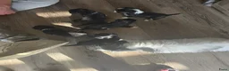 Kruising honden te koop: Nog twee pups beschikbaar - Advertentie 5