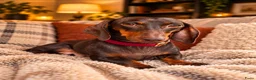 Dwergteckel honden te koop: ❤️😍 Prachtige sociale dwergteckel pups 😍❤️ - Advertentie 11